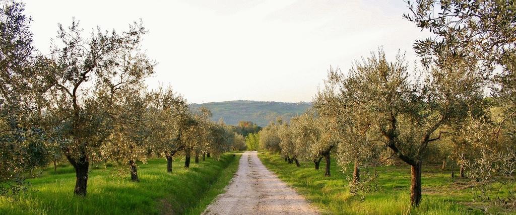 Vila Podere Le Corone Monte Castello di Vibio Exteriér fotografie